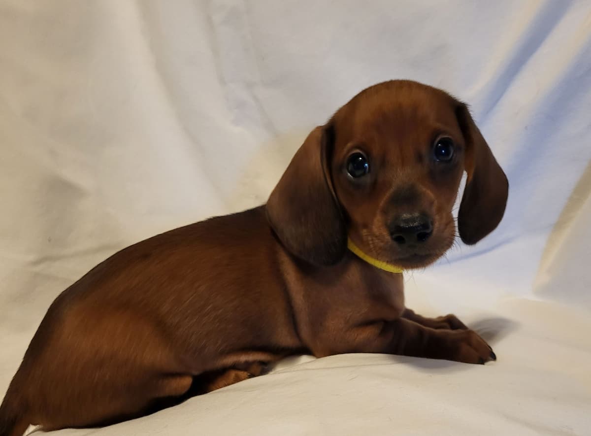 Dachshund Puppies: Reds and Black and Tan breeder image 16