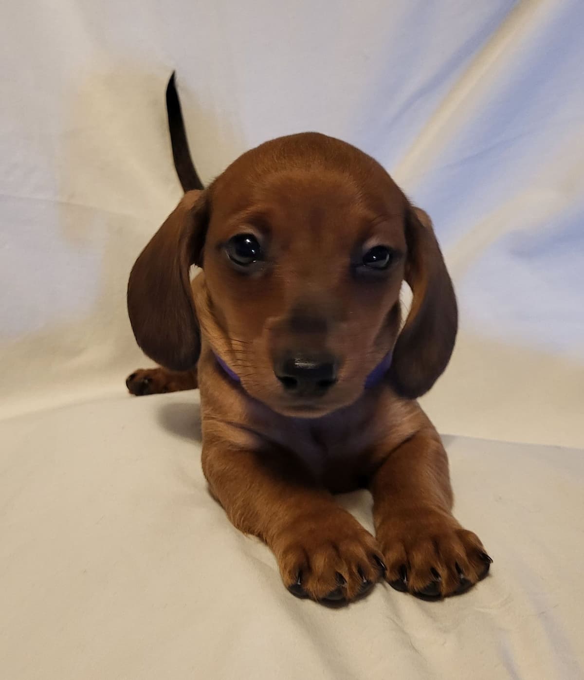 Dachshund Puppies: Reds and Black and Tan breeder image 19