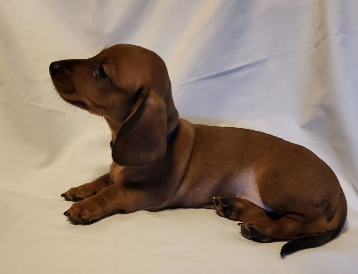 Dachshund Puppies: Reds and Black and Tan breeder image 20