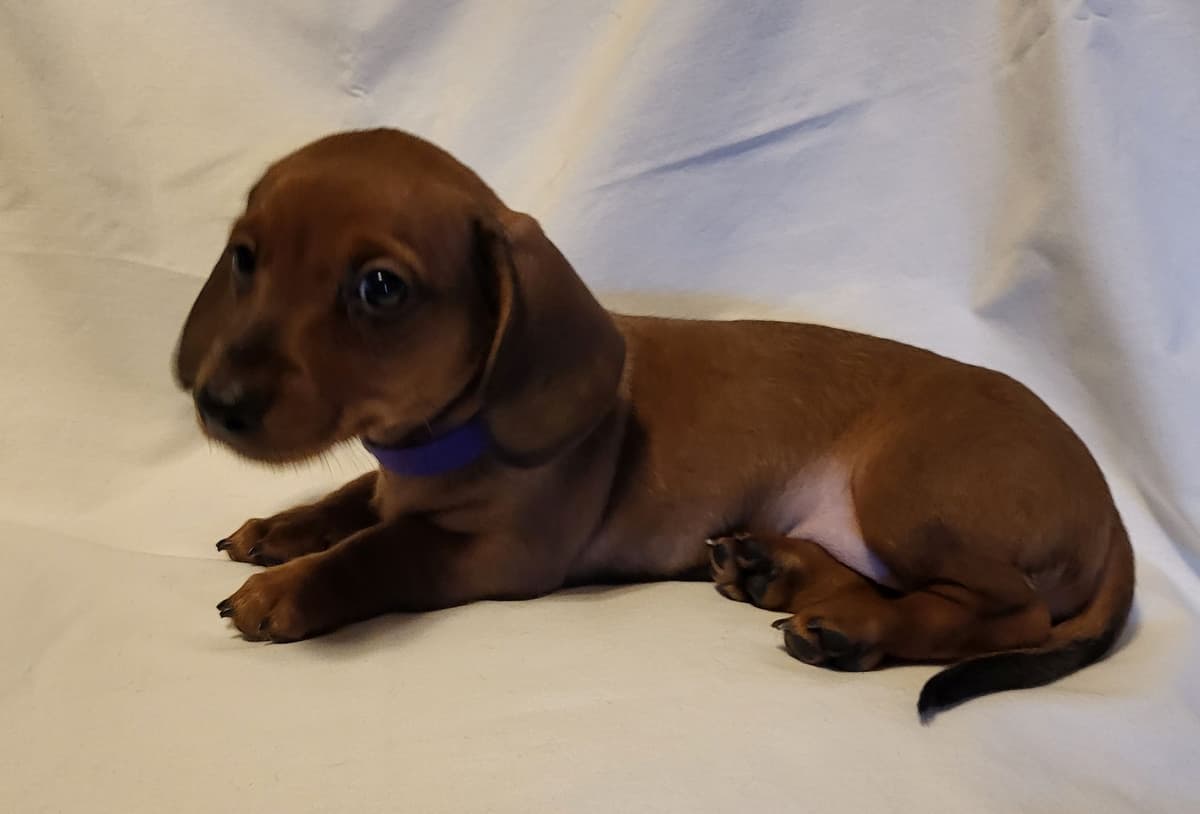 Dachshund Puppies: Reds and Black and Tan breeder image 21