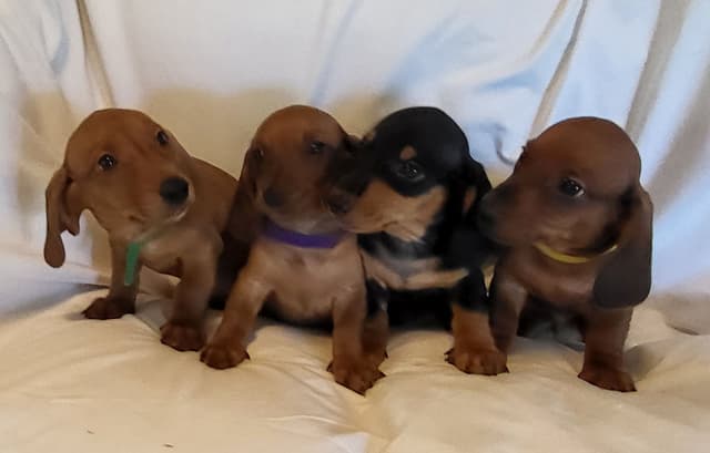 Dachshund Puppies: Reds and Black and Tan media 2