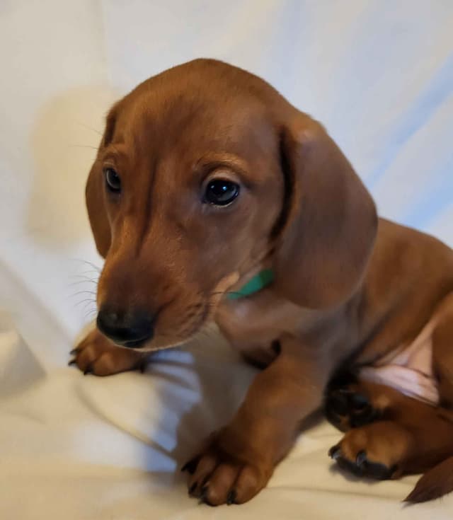 Dachshund Puppies: Reds and Black and Tan media 4