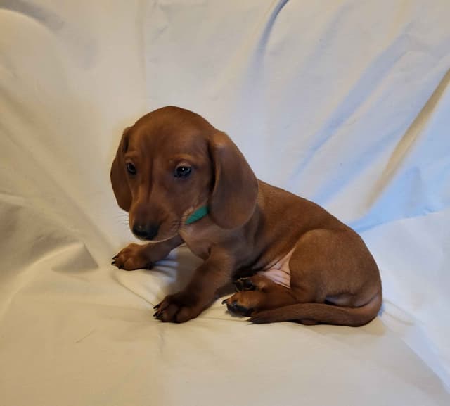 Dachshund Puppies: Reds and Black and Tan media 5