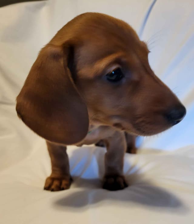 Dachshund Puppies: Reds and Black and Tan media 6