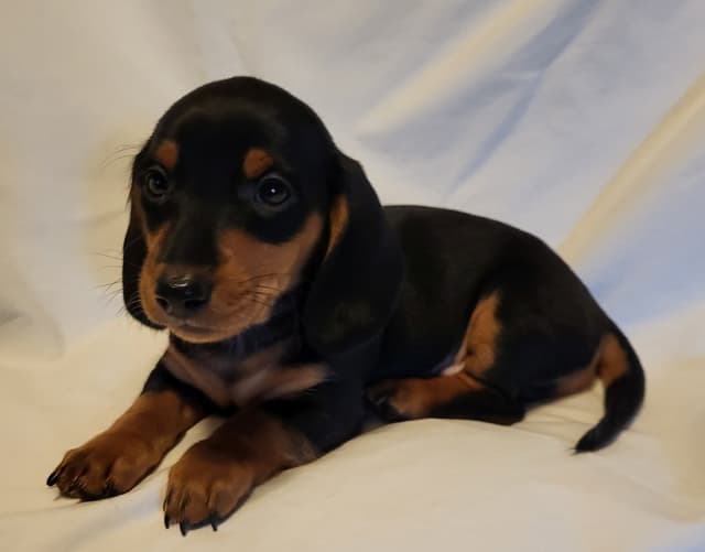 Dachshund Puppies: Reds and Black and Tan media 12