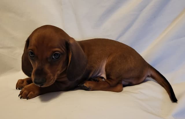 Dachshund Puppies: Reds and Black and Tan media 13