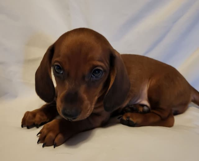 Dachshund Puppies: Reds and Black and Tan media 14