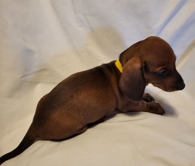 Dachshund Puppies: Reds and Black and Tan media 16