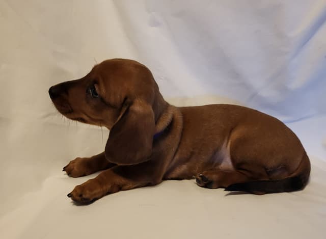 Dachshund Puppies: Reds and Black and Tan media 18