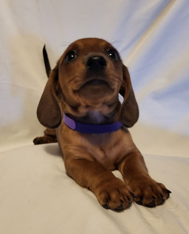 Dachshund Puppies: Reds and Black and Tan media 19