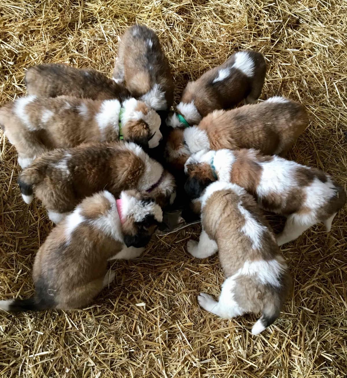 Saint Bernard Puppies breeder image 1