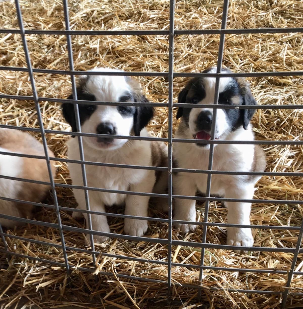 Saint Bernard Puppies breeder image 4