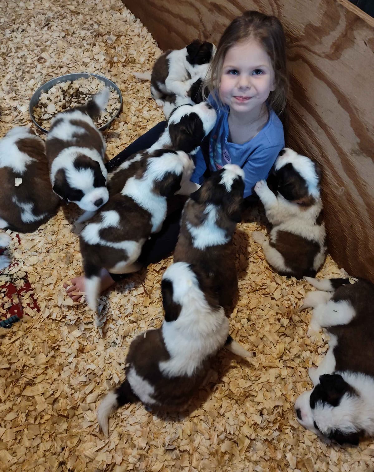 Saint Bernard Puppies breeder image 6