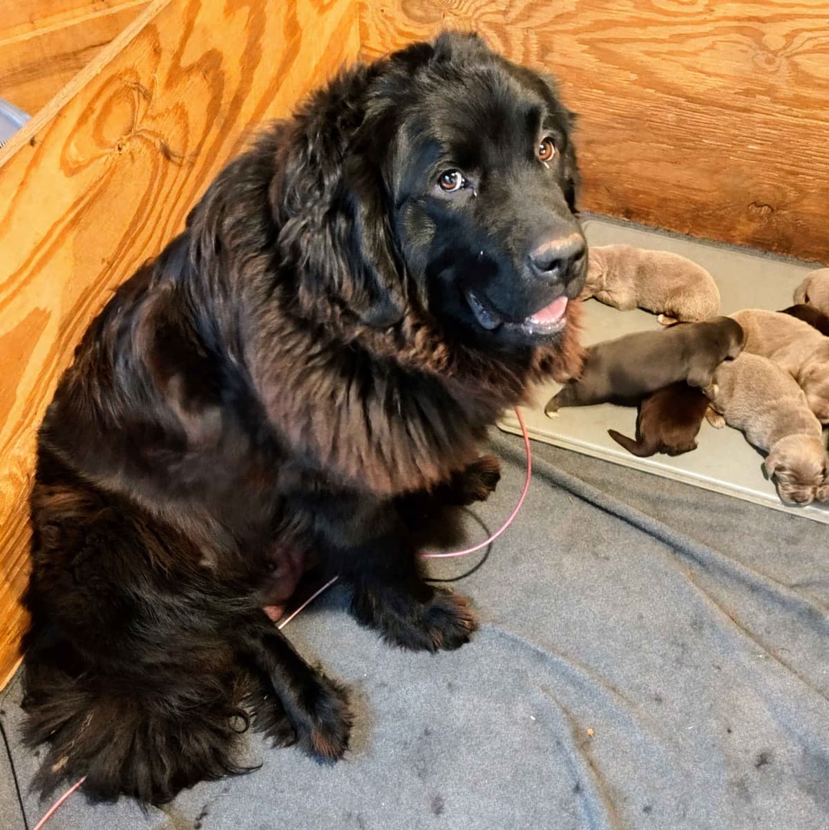 Saint Bernard Puppies breeder image 8