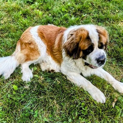 Saint Bernard Puppies media 2