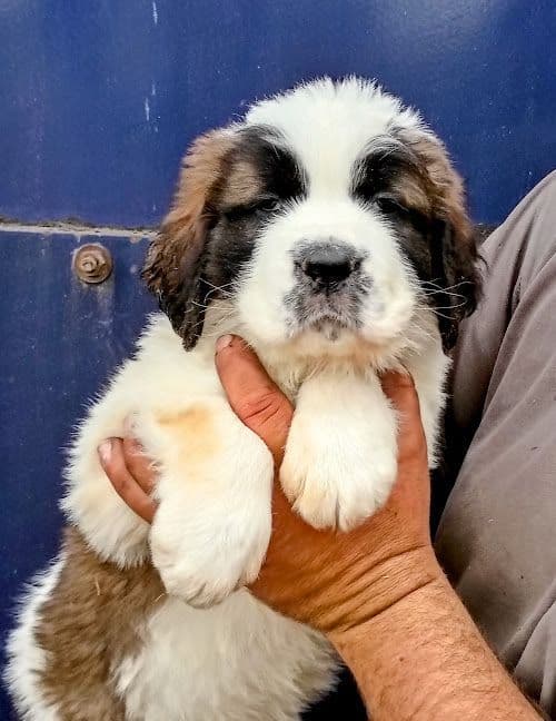 Saint Bernard Puppies media 3