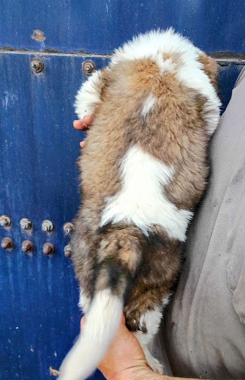 Saint Bernard Puppies media 4
