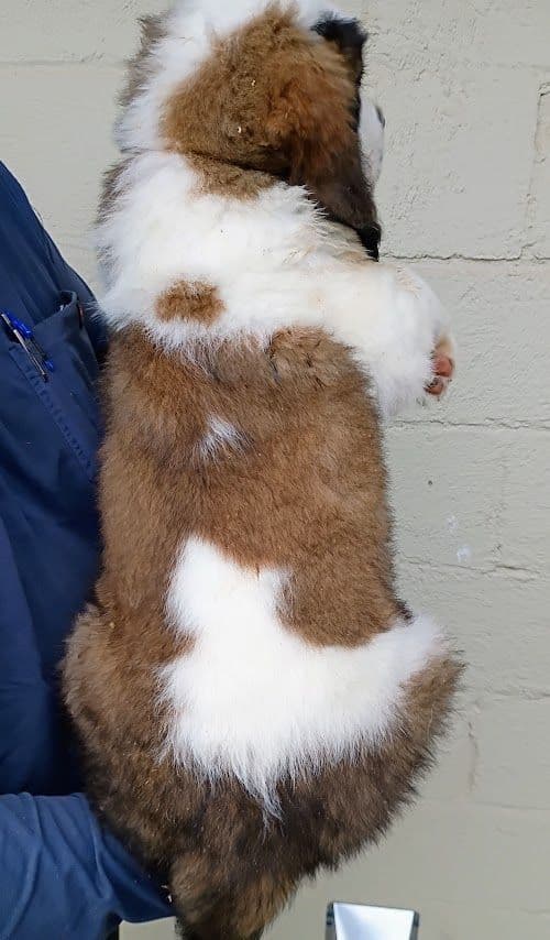 Saint Bernard Puppies media 6