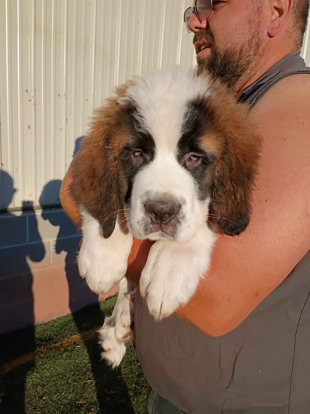 Saint Bernard Puppies media 7