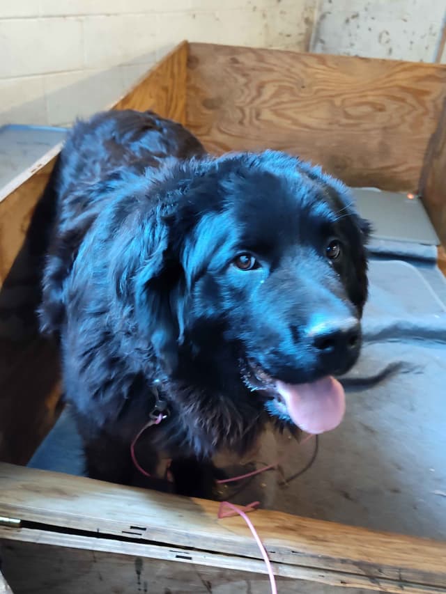 Newfoundland Puppies - Gentle Giants media 15