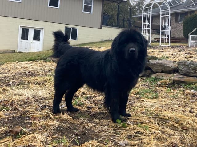 Newfoundland Puppies - Gentle Giants media 16