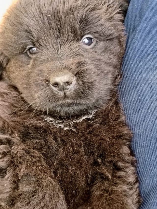 Newfoundland Puppies - Gentle Giants media 10