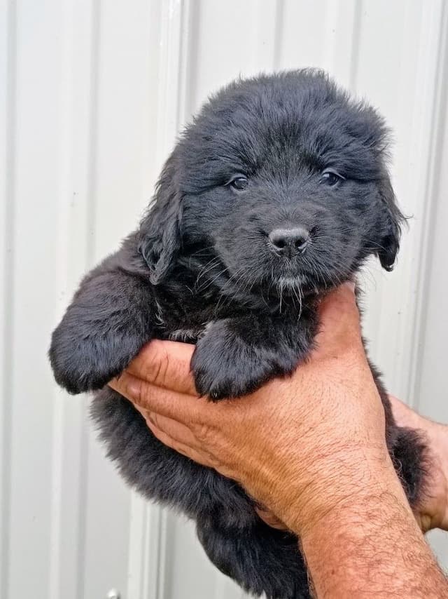 Newfoundland Puppies - Gentle Giants media 2