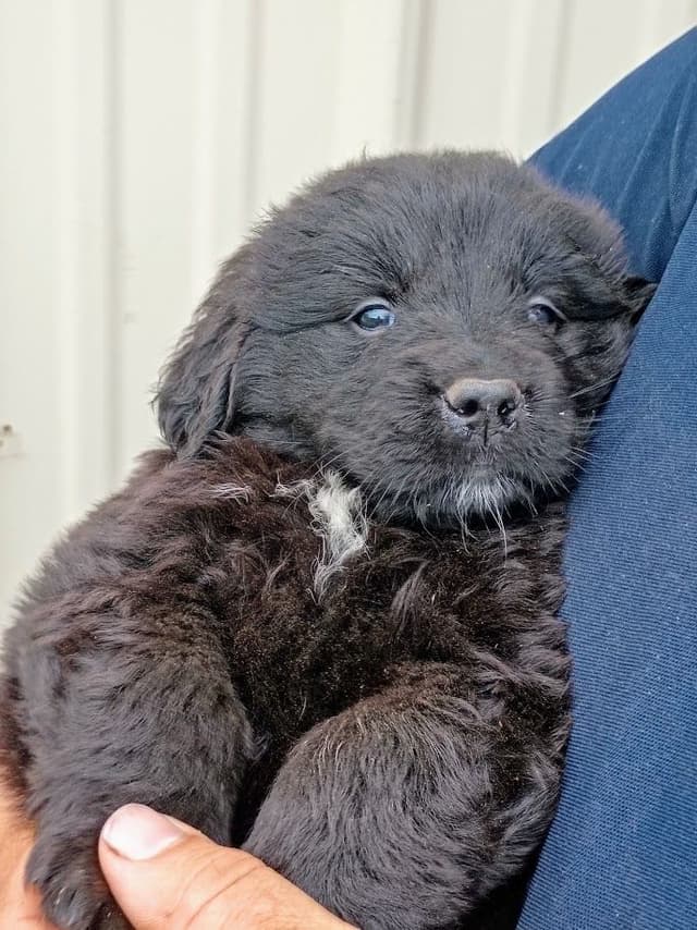 Newfoundland Puppies - Gentle Giants media 3