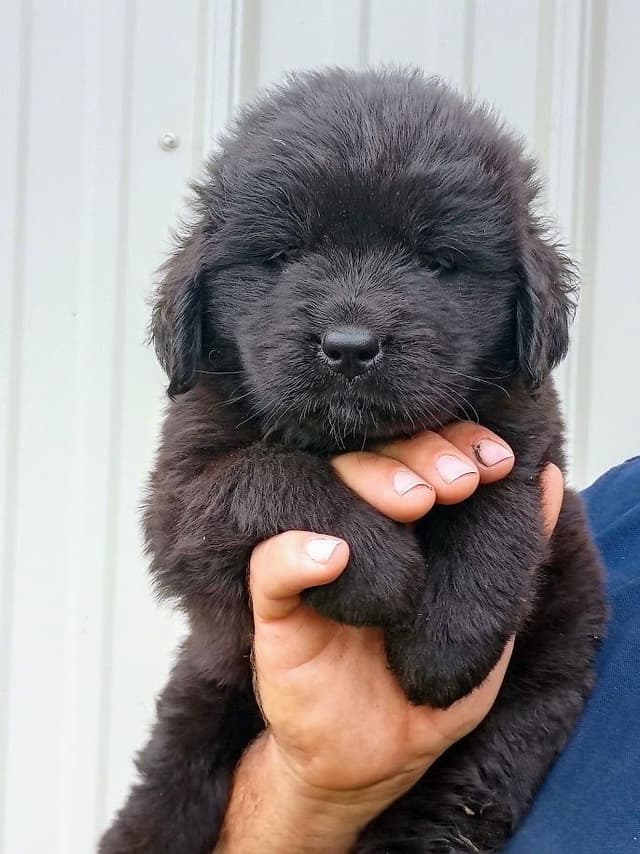 Newfoundland Puppies - Gentle Giants media 11