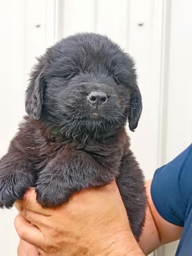 Newfoundland Puppies - Gentle Giants media 4