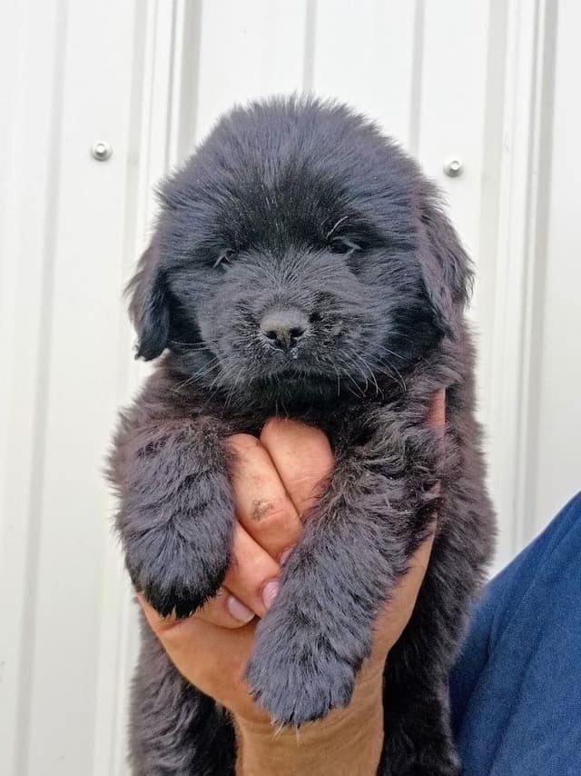 Newfoundland Puppies - Gentle Giants media 6