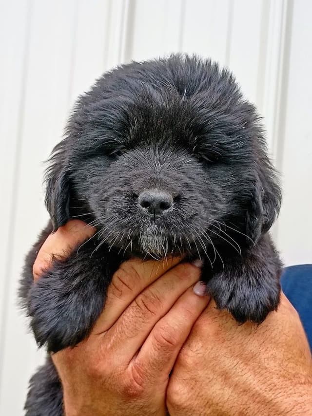 Newfoundland Puppies - Gentle Giants media 7