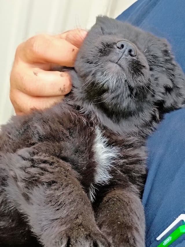 Newfoundland Puppies - Gentle Giants media 8