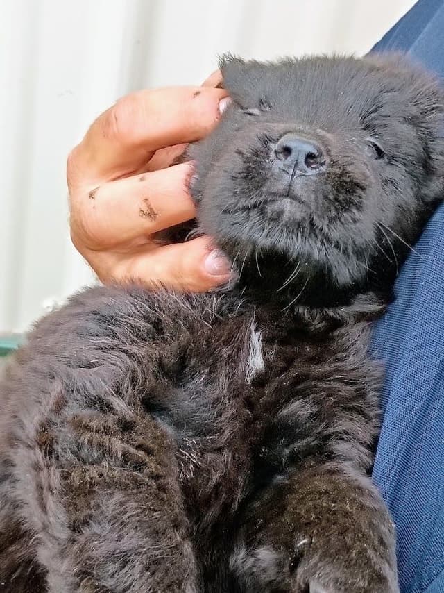 Newfoundland Puppies - Gentle Giants media 14