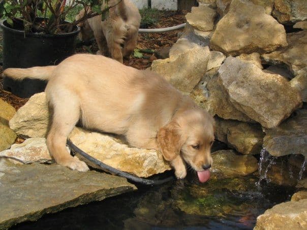 Golden Retriever Puppies breeder image 1