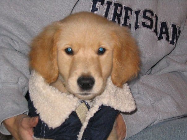 Golden Retriever Puppies breeder image 4