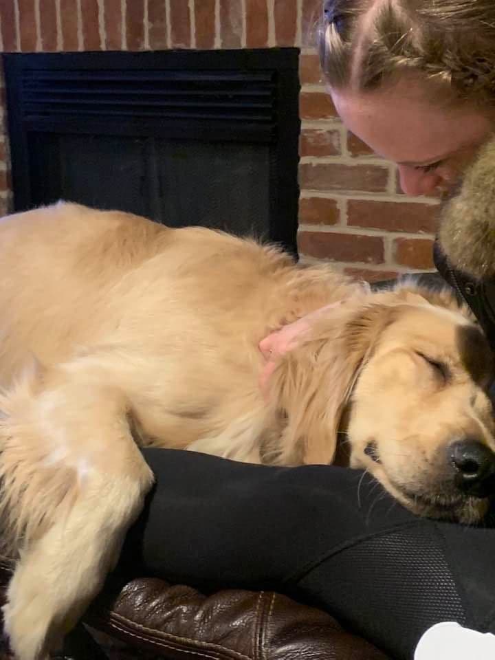 Golden Retriever Puppies breeder image 6