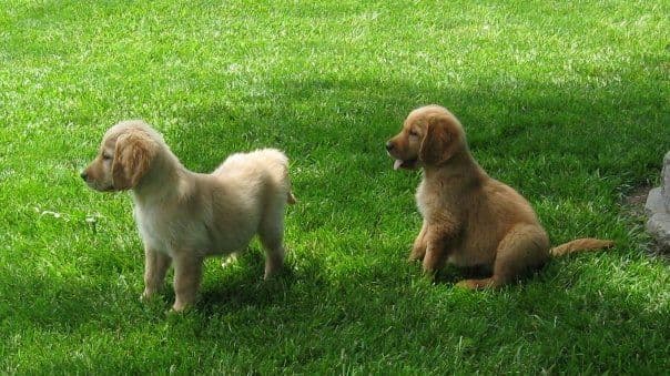 Golden Retriever Puppies breeder image 5