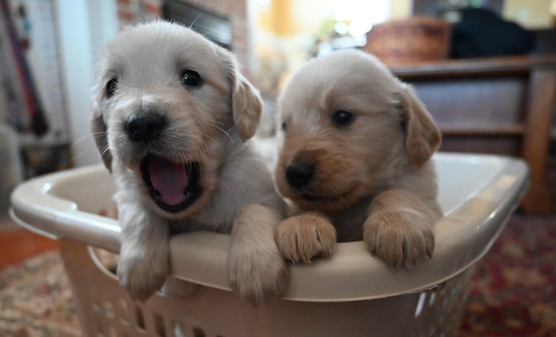 Golden Retriever Puppies breeder image 16