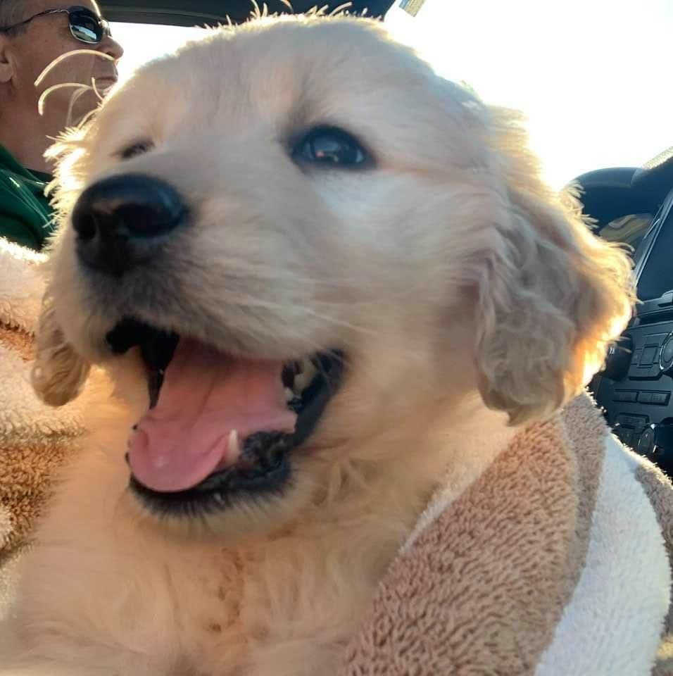 Golden Retriever Puppies breeder image 7