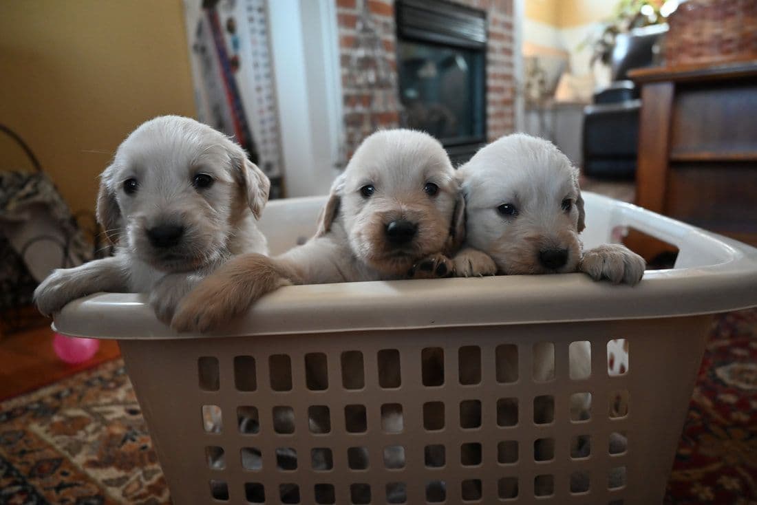 Golden Retriever Puppies breeder image 10