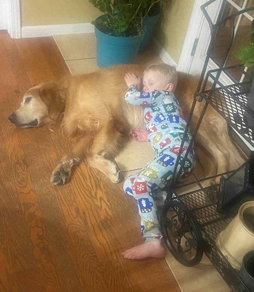 Golden Retriever Puppies breeder image 8