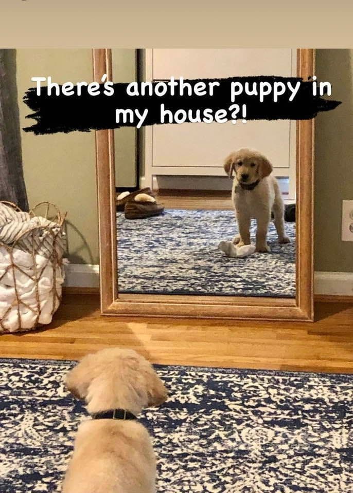 Golden Retriever Puppies breeder image 19