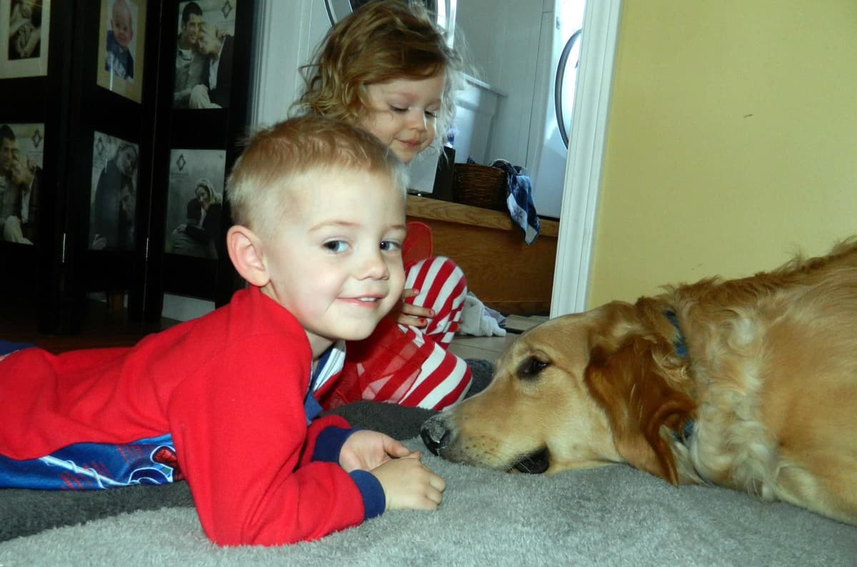 Golden Retriever Puppies breeder image 21