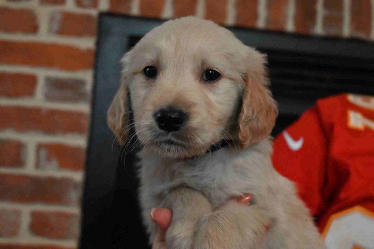 Golden Retriever Puppies breeder image 22