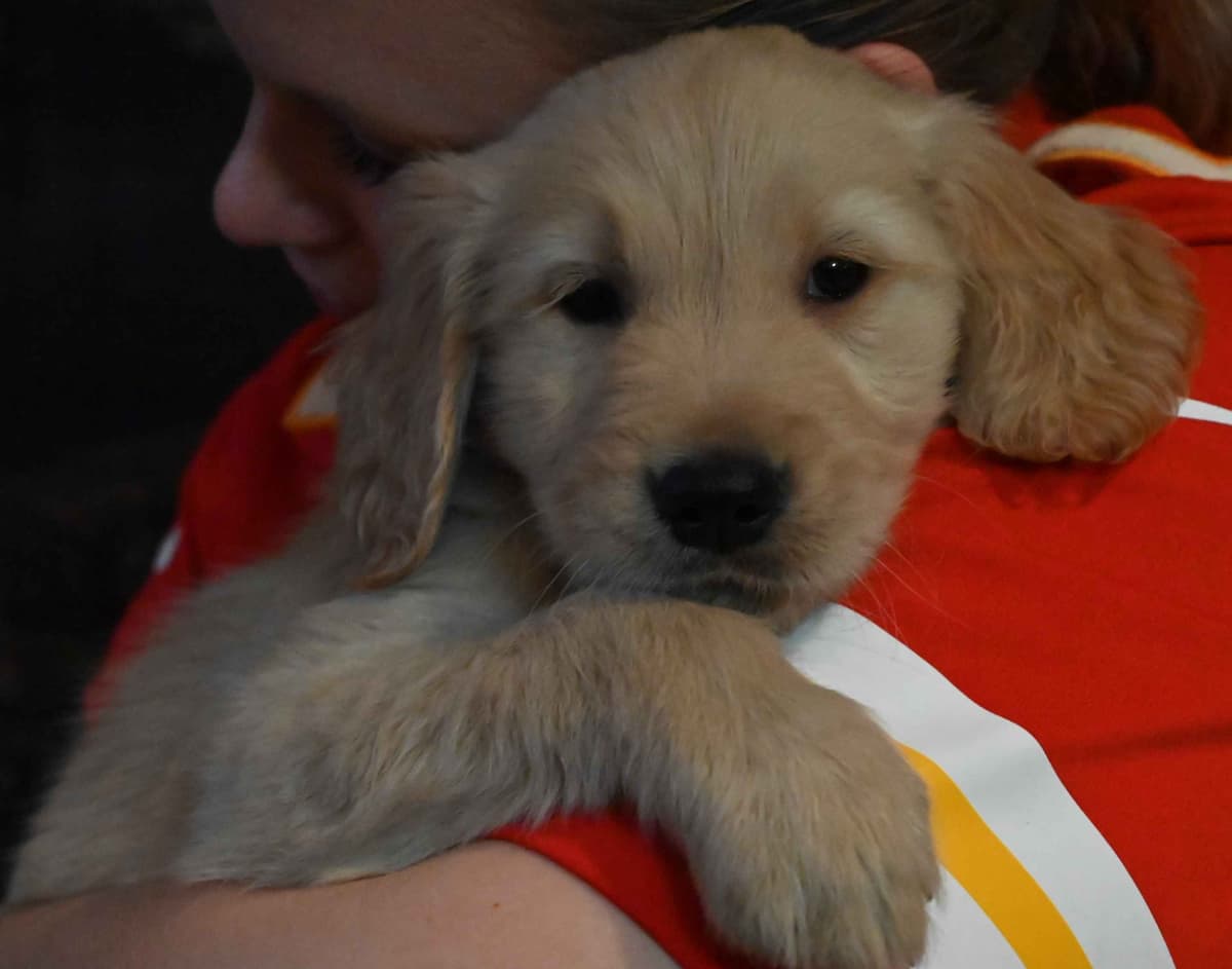 Golden Retriever Puppies breeder image 24