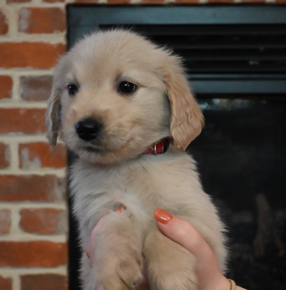 Golden Retriever Puppies breeder image 23
