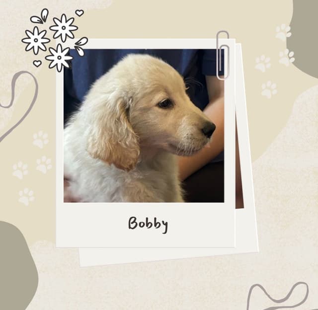 Golden Retriever Puppies media 2