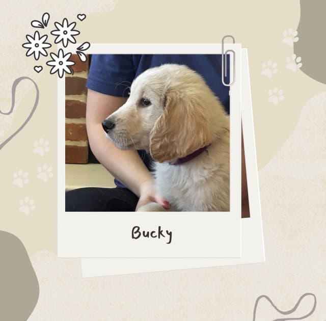 Golden Retriever Puppies media 3