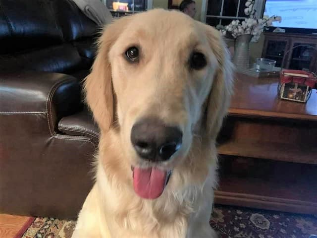 Golden Retriever Puppies media 4